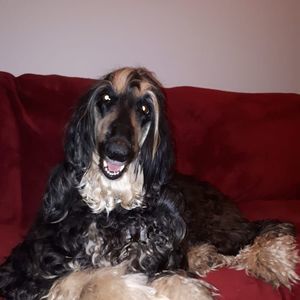 Meet your Posher, Pou